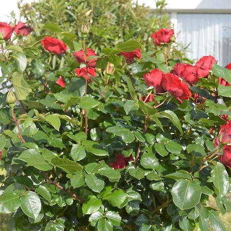 Les Jardins D'Oleron Hotel Saint-Pierre-d'Oleron Eksteriør billede