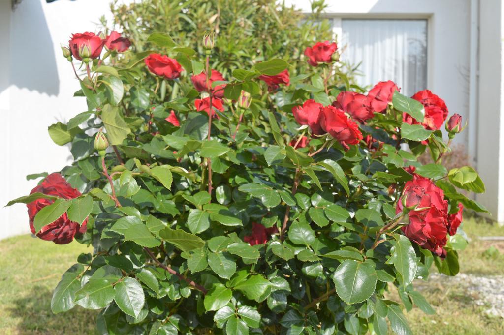 Les Jardins D'Oleron Hotel Saint-Pierre-d'Oleron Eksteriør billede